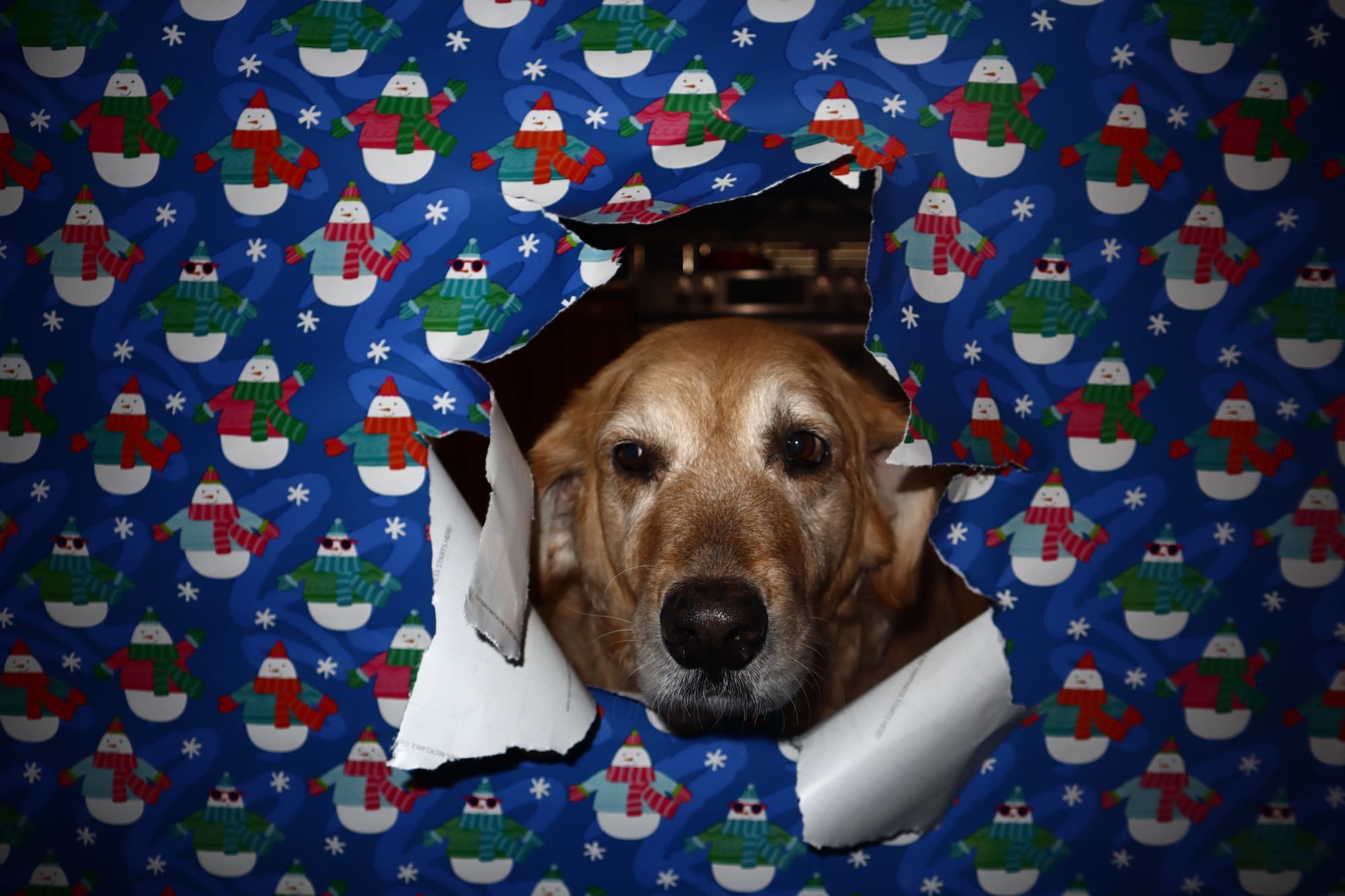 Dog bursting through holiday wrapping paper, frame 1