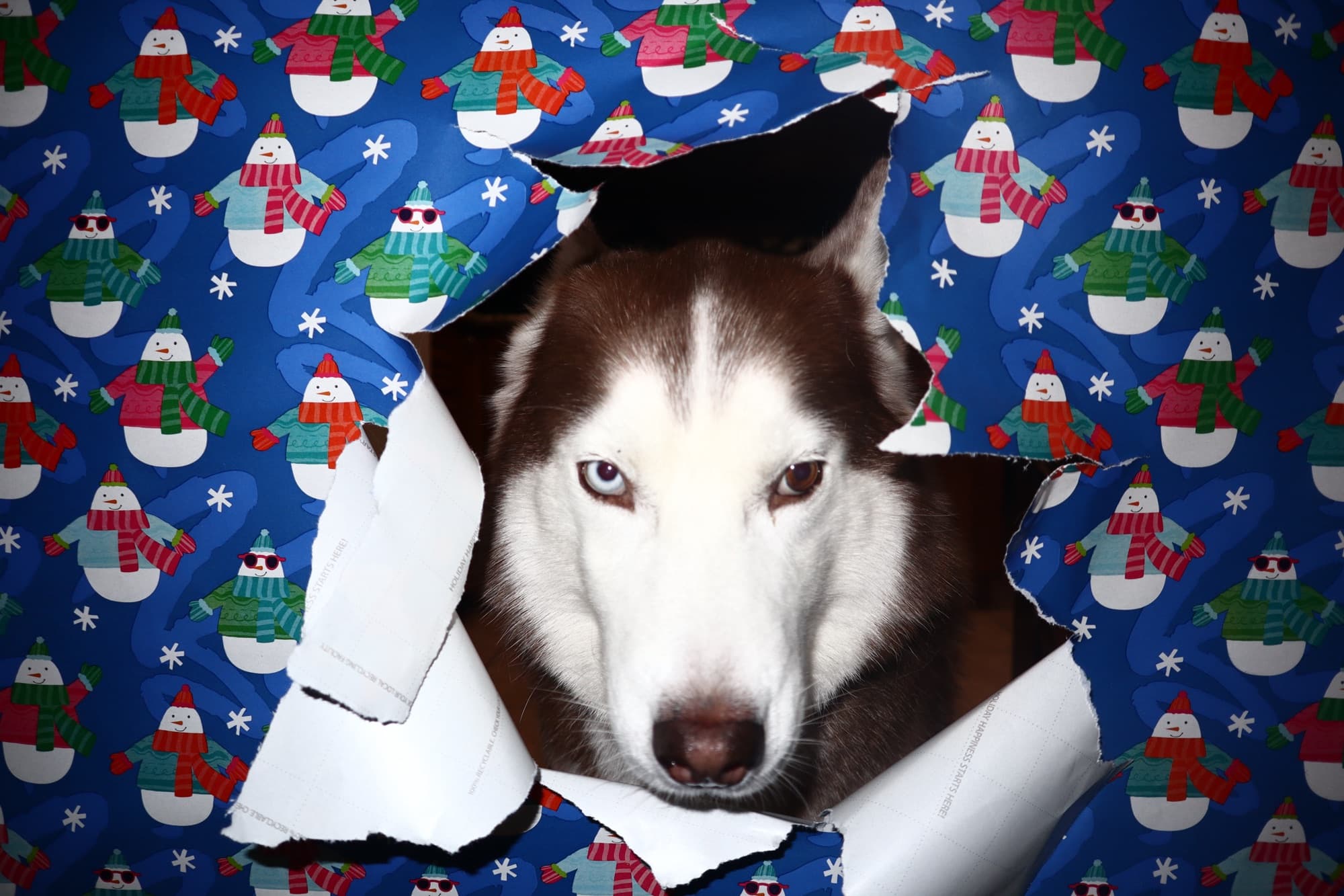 Dog bursting through holiday wrapping paper, frame 2