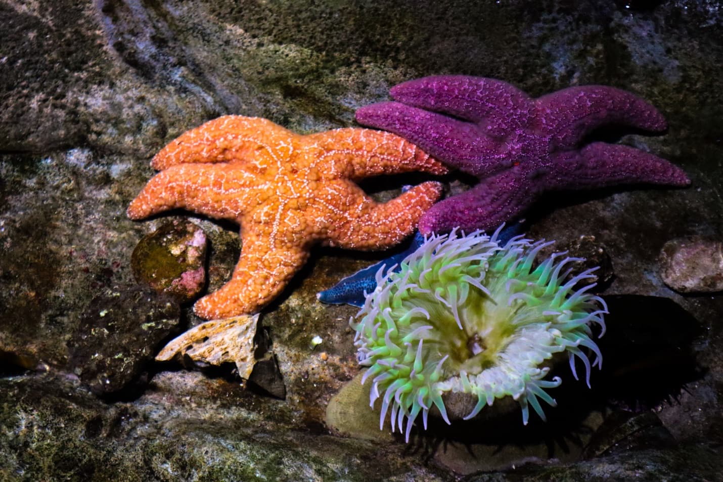 Sea stars and an anemone at the Aquarium of the Pacific