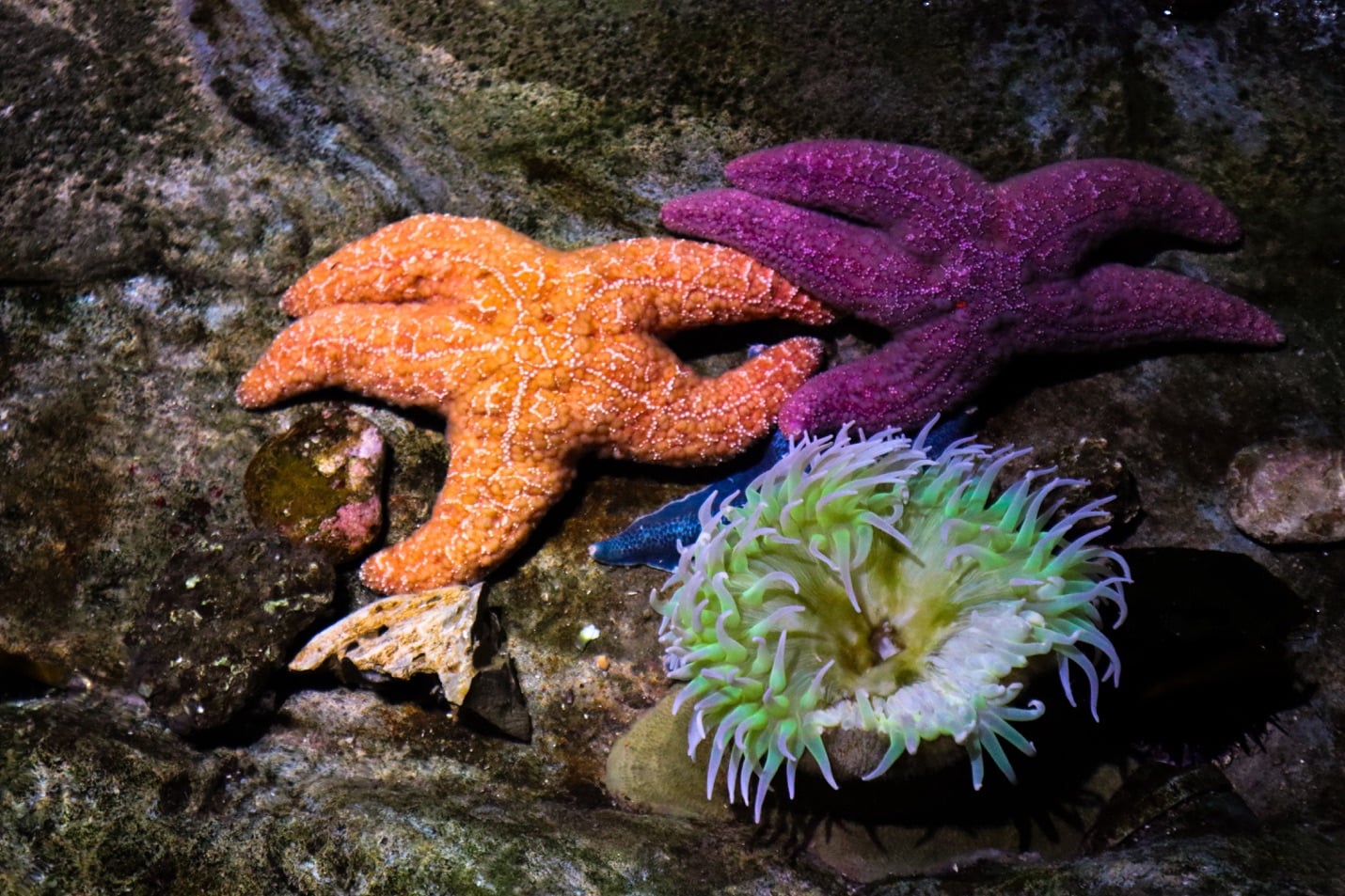 Sea stars and an anemone at the Aquarium of the Pacific
