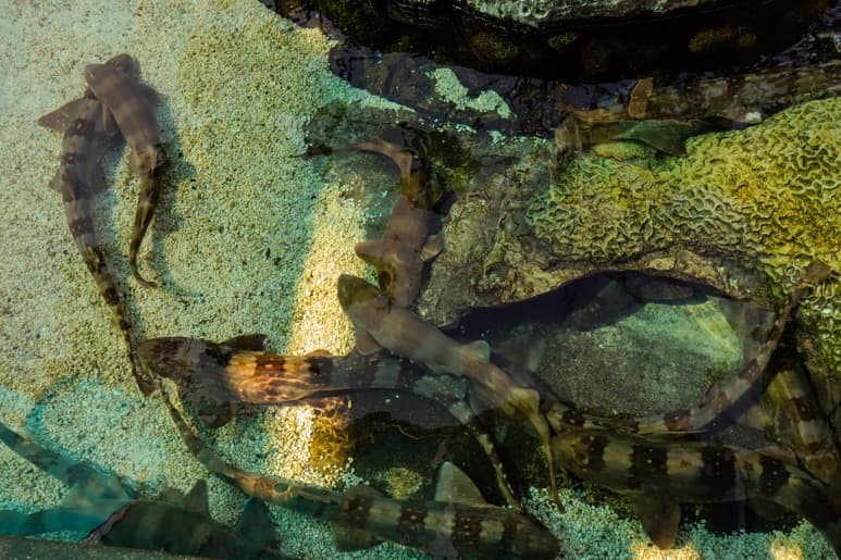 At the Aquarium of the Pacific