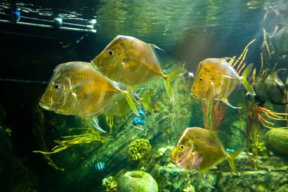 At the Aquarium of the Pacific